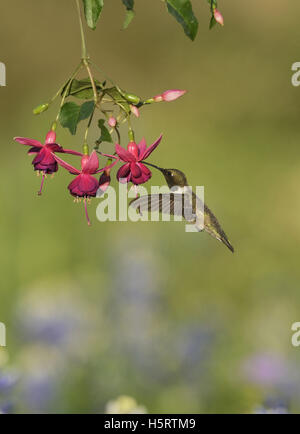 Schwarzer-chinned Kolibri (Archilochos Alexander), Männchen ernähren sich von blühenden Fuchsie, Hill Country, Texas, USA Stockfoto