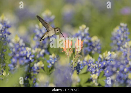 Schwarzer-chinned Kolibri (Archilochos Alexander), erwachsenes Weibchen ernähren sich von blühenden Prairie Paintbrush, Texas Stockfoto