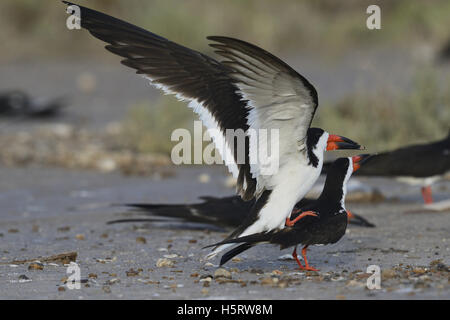 Schwarz Skimmer (Rynchops Niger), koppeln, Paaren, Port Isabel, Laguna Madre, South Padre Island, Texas, USA Stockfoto