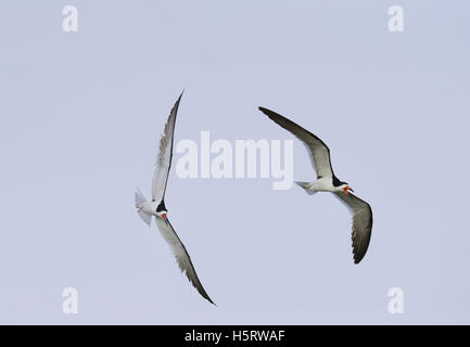 Schwarz-Skimmer (Rynchops Niger), Erwachsene auf der Flucht, Kampf, Port Isabel, Laguna Madre, South Padre Island, Texas, USA Stockfoto