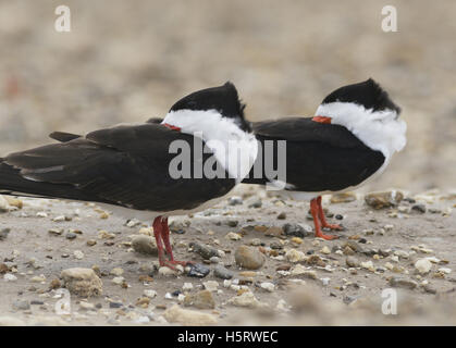 Schwarz-Skimmer (Rynchops Niger), Erwachsene ruhen, Port Isabel, Laguna Madre, South Padre Island, Texas, USA Stockfoto