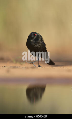 Braungebrannte Kuhstärlinge (Molothrus aeneus), Männlich, anzeigen, Rio Grande Valley, South Texas, Texas, USA Stockfoto