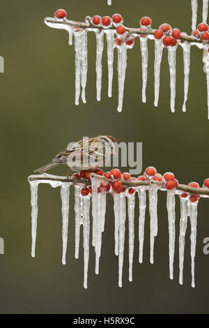 Chipping Sparrow (Spizella Passerina), thront Erwachsenen auf eisigen Zweig der Possum Haw Stechpalme (Ilex Decidua) mit Beeren, Texas Stockfoto