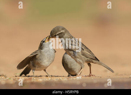 Haussperling (Passer Domesticus), weibliche Fütterung jung, Rio Grande Valley, South Texas, Texas, USA Stockfoto