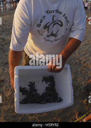 Kemp Ridley Meeresschildkröten (Lepidochelys Kempii), Freiwillige, die Baby-Schildkröten zu öffentlichen zeigen, während Version, Texas Stockfoto