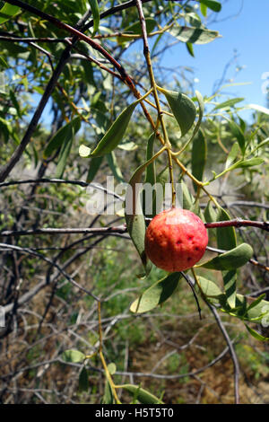 Wüste Quandong (Santalum Acuminatum), traditionelle Aboriginal Bush tucker auch bekannt als native Pfirsich, Reabold Hill, Perth, übergehende Stockfoto