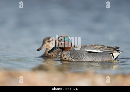 Petrol / Krickente (Anas Vogelarten) männlich weiblich, paar, in bunten Zucht Kleid, schwimmen neben einander, Seitenansicht. Stockfoto