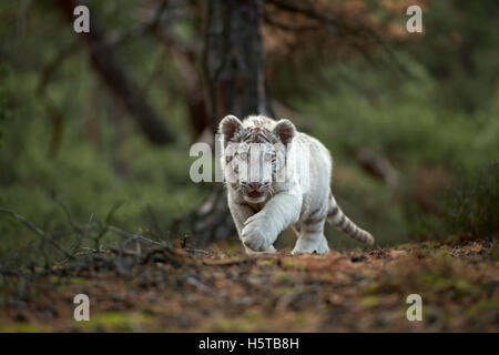 Royal Bengal Tiger (Panthera Tigris), weiße Morph, auf dem Weg entlang dem Rand eines Waldes, schleichen, Wandern, frontale Aufnahme. Stockfoto