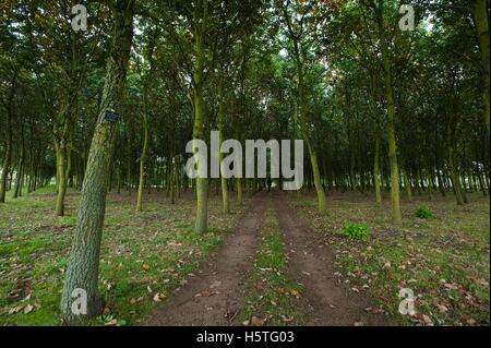 Das Arboretum ist eine einzigartige Oase der Ruhe, der Kontemplation und der Hoffnung für die Zukunft. Es besteht aus 150 Hektar großen, bewaldeten Parklandschaft wit Stockfoto