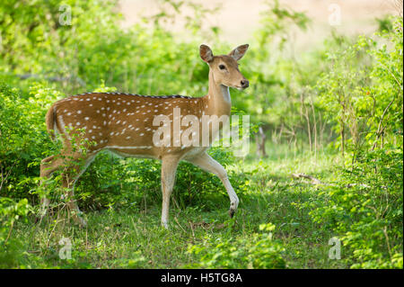 Gefleckte Rehe, (Axis Axis), Yala-Nationalpark, Sri Lanka Stockfoto