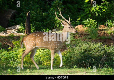 Gefleckte Rehe, (Axis Axis), Yala-Nationalpark, Sri Lanka Stockfoto