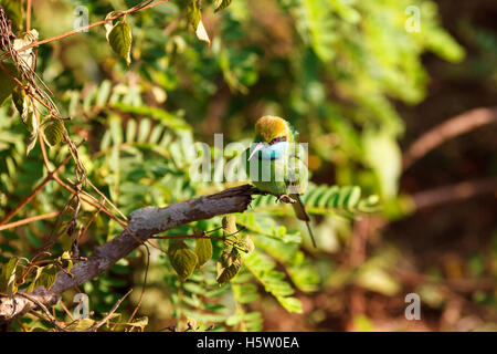 Kleine grüne Bienenfresser sitzen auf Baum, Yala-Nationalpark, Sri Lanka Stockfoto