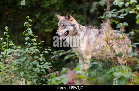 Grauer wolf Stockfoto