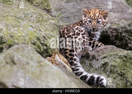 Amur Leopard cub Stockfoto