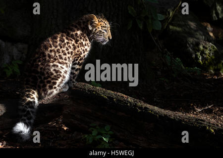 Amur Leopard cub Stockfoto