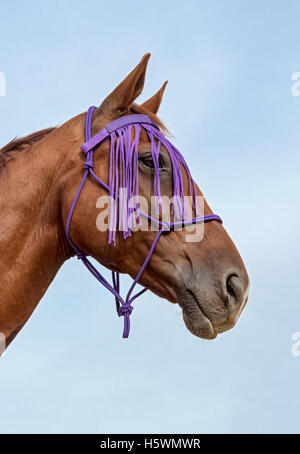 Leiter der Kreuzung von Vollblut und Tschechische Warmblut Pferd mit fliegen Fransen Stockfoto