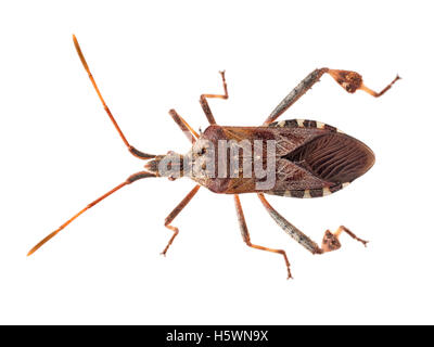 Leptoglossus Occidentalis Makro, isoliert auf weiss. Gefunden Sie in Europa, Italien. Stockfoto