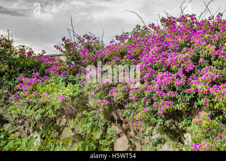 Klumpen von Bougainvillea glabra Stockfoto