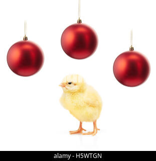 Kleine gelbe Huhn und drei rote Christbaumkugeln isoliert auf weißem Hintergrund Stockfoto