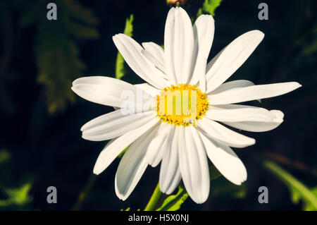 Makroaufnahme von White Daisy Blume vor schwarzem Hintergrund Stockfoto