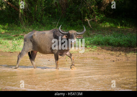 Wilden Wasserbüffels Bubalus Arnee, Yala-Nationalpark, Sri Lanka Stockfoto