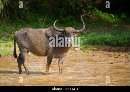 Wilden Wasserbüffels Bubalus Arnee, Yala-Nationalpark, Sri Lanka Stockfoto