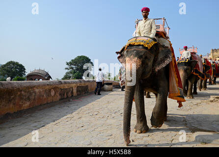 Elefant mit ihrer Fahrer mit PKW an Amer Fort in Jaipur, Rajasthan, Indien eingerichtet Stockfoto