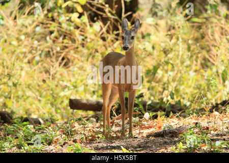 Frau weiß - angebundene Rotwild (Odocoileus Virginianus). Tropischen Trockenwald, Nationalpark Palo Verde, Guanacaste, Costa Rica. Stockfoto