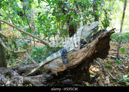 Schwarzen stacheligen-tailed Leguan (Ctenosaura Similis). Nationalpark Palo Verde, Guanacaste, Costa Rica. Stockfoto