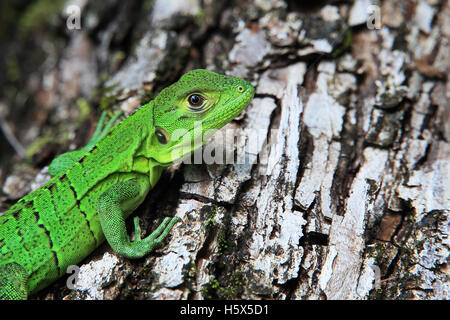 Juvenile schwarzen stacheligen-tailed Leguan (Ctenosaura Similis). Santa Rosa Nationalpark Guanacaste, Costa Rica. Stockfoto