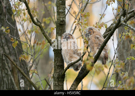 Waldkauz / Waldkauz (Strix Aluco), zwei Jungvögel hoch oben in einem Baum, schläft, Tagträumen, nett und lustig, Tierwelt, Stockfoto