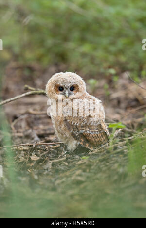 Waldkauz / Waldkauz (Strix Aluco), sehr junge, junge, sitzen auf dem Boden eines Waldes, dunklen Augen weit offen, nett und lustig Stockfoto