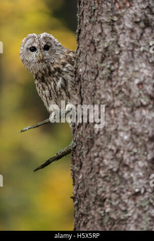 Tawny Owl / Waldkauz ( Strix aluco ) auf einem Baum, um die Ecke, helle Augen weit offen, herbstlicher Hintergrund, Europa. Stockfoto