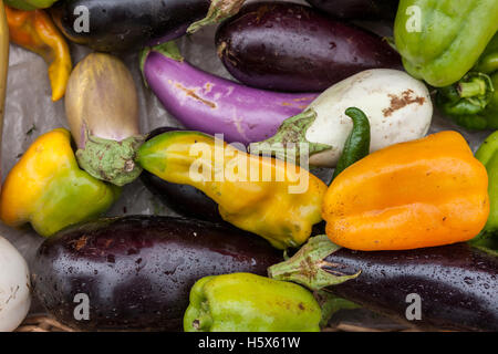 Ein Sortiment von Paprika und Auberginen auf dem Display. Stockfoto