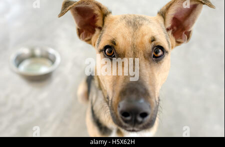 Hund Futternapf ist ein bezaubernd Schäferhund suchen und warten mit Spannung seine Schale mit Nahrung gefüllt werden. Stockfoto