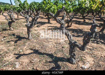 Verwelkte roten Trauben. Weinberge Stockfoto