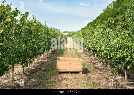 Birnen im Obstgarten. Birnen-Bäumen und einer großen Holzkiste Stockfoto