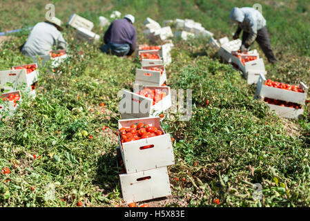 Tomaten in Kisten auf dem Feld gepflückt Stockfoto