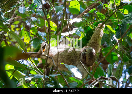 Dreifingerfaultier Manuel Antonio Nationalpark Costa Rica Mittelamerika Stockfoto