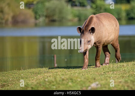 Tapir in einer Lichtung auf der Flucht Stockfoto