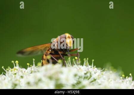 Volucella Zonaria, die Hornet mimischen Hoverfly, weißen Blüten Nektar Hülseneinführung Stockfoto