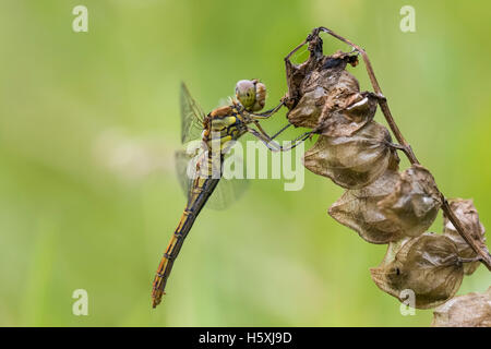 Nahaufnahme von einer weiblichen vagrant Darter, Sympetrum Vulgatum, Vegetation hängen Stockfoto