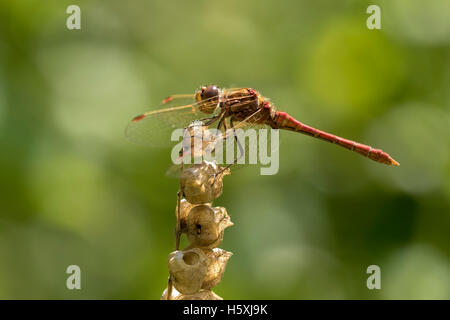 Nahaufnahme von einem männlichen vagrant Darter, Sympetrum Vulgatum, Vegetation hängen Stockfoto