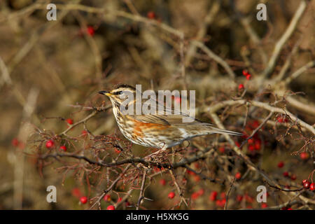 Eurasische Redwing Turdus Iliacus ernähren sich von Beeren auf Weißdorn Hecke Stockfoto