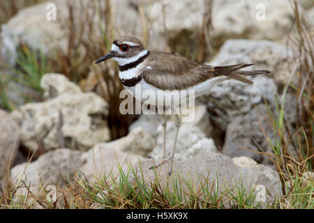 Killdeer Charadrius Vociferus thront auf einem Felsen auf Marco Island, Florida Stockfoto