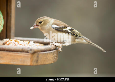 Buchfink-Weibchen am Futterhäuschen Stockfoto