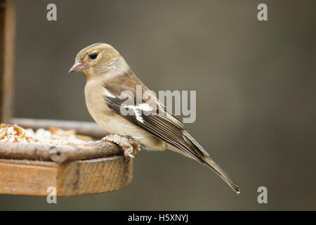 Buchfink-Weibchen am Futterhäuschen Stockfoto