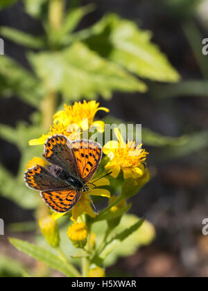 Rußiger Kupfer Schmetterling Lycaena Tityrus. Genießen die Sonne auf gelben Blume. Stockfoto