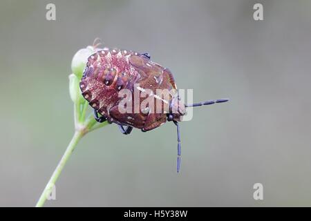 Schild Bugs Nymphe, eine landwirtschaftliche Plage Stockfoto