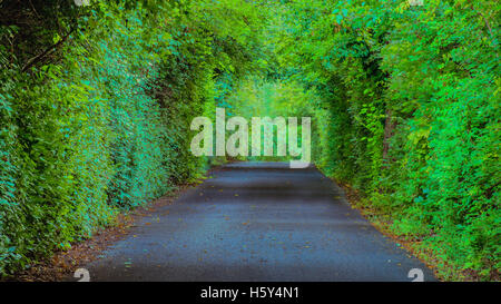 Dichte Vegetation umgibt den Weg zu einer südlichen Plantage. Stockfoto